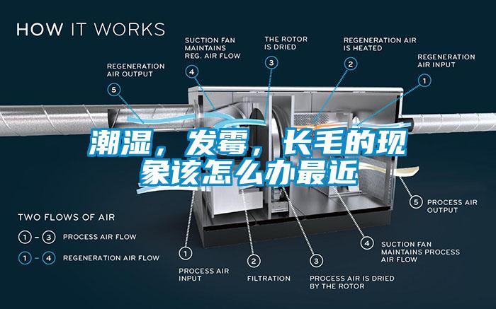 潮濕，發(fā)霉，長(zhǎng)毛的現(xiàn)象該怎么辦最近